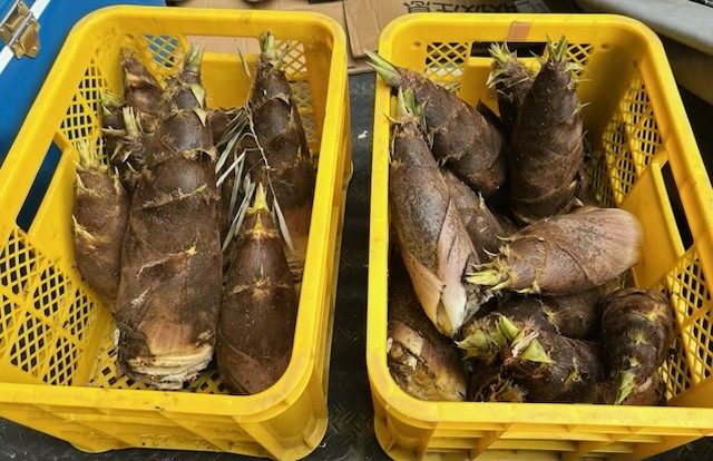 筍収穫しました！