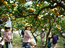 みかん狩りで大満足